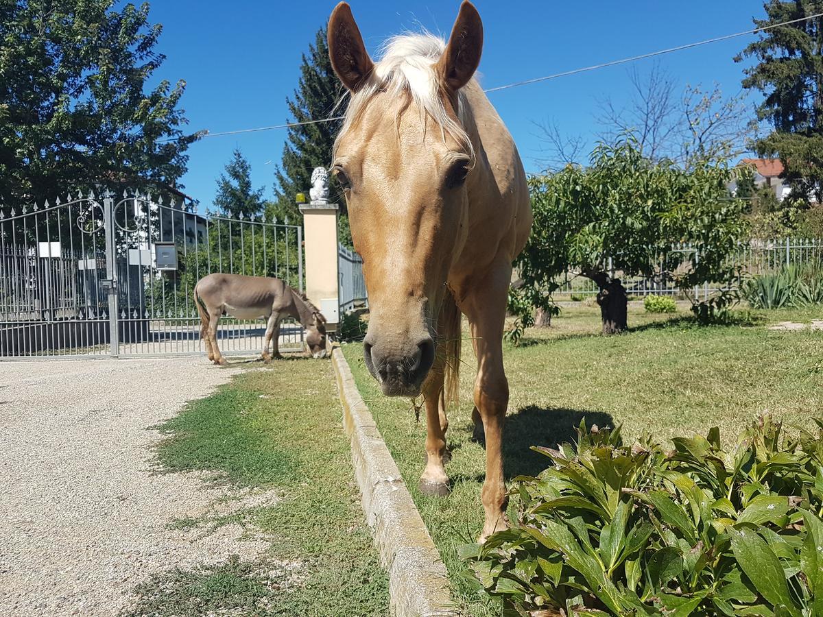 La Crota B&B Asti Buitenkant foto